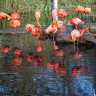 Flamingos mit Spiegelbild