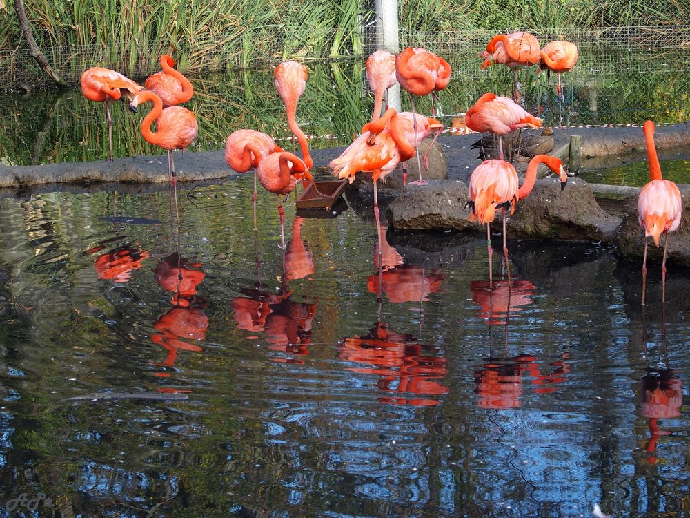 Flamingos mit Spiegelbild