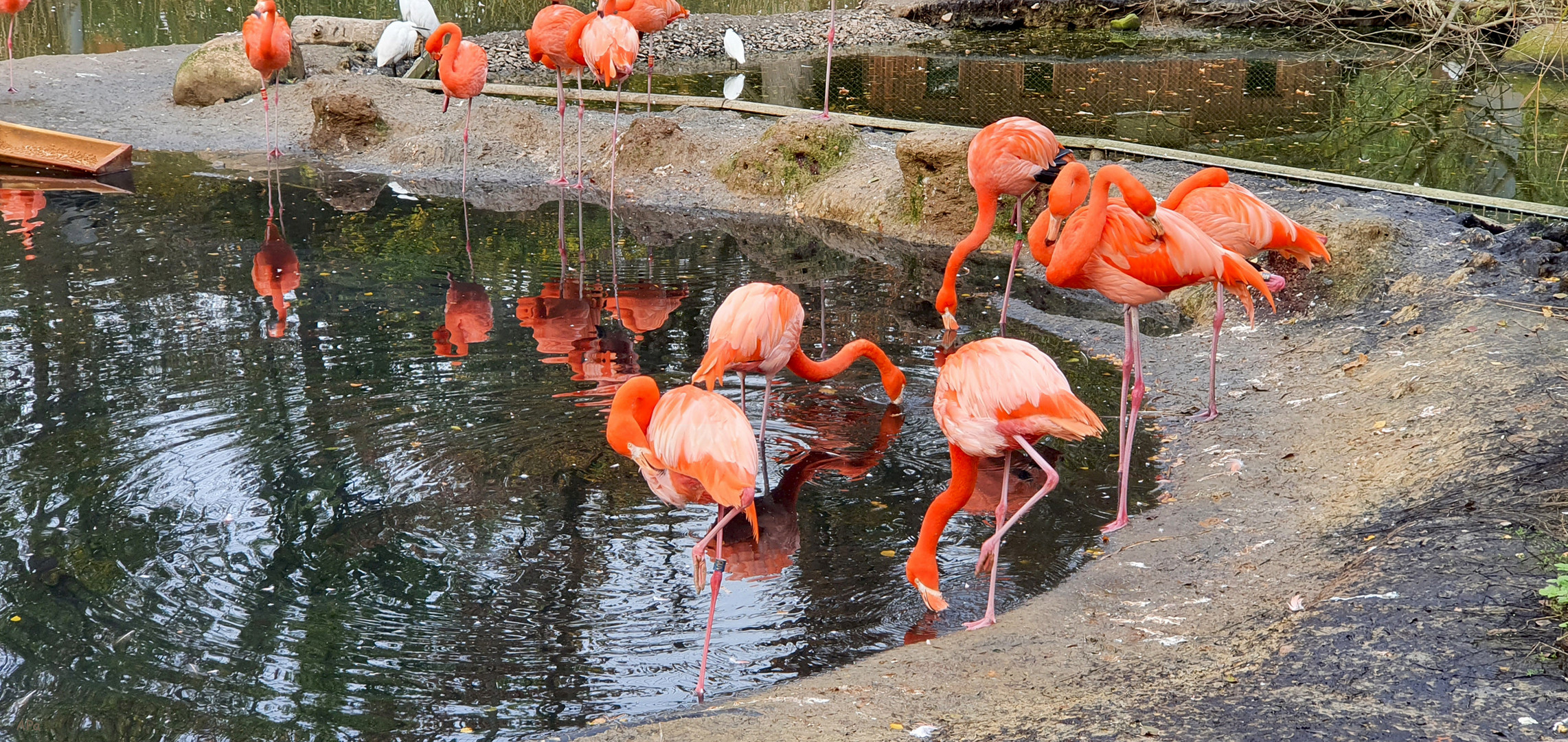 Flamingos mit Spiegelbild