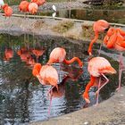 Flamingos mit Spiegelbild