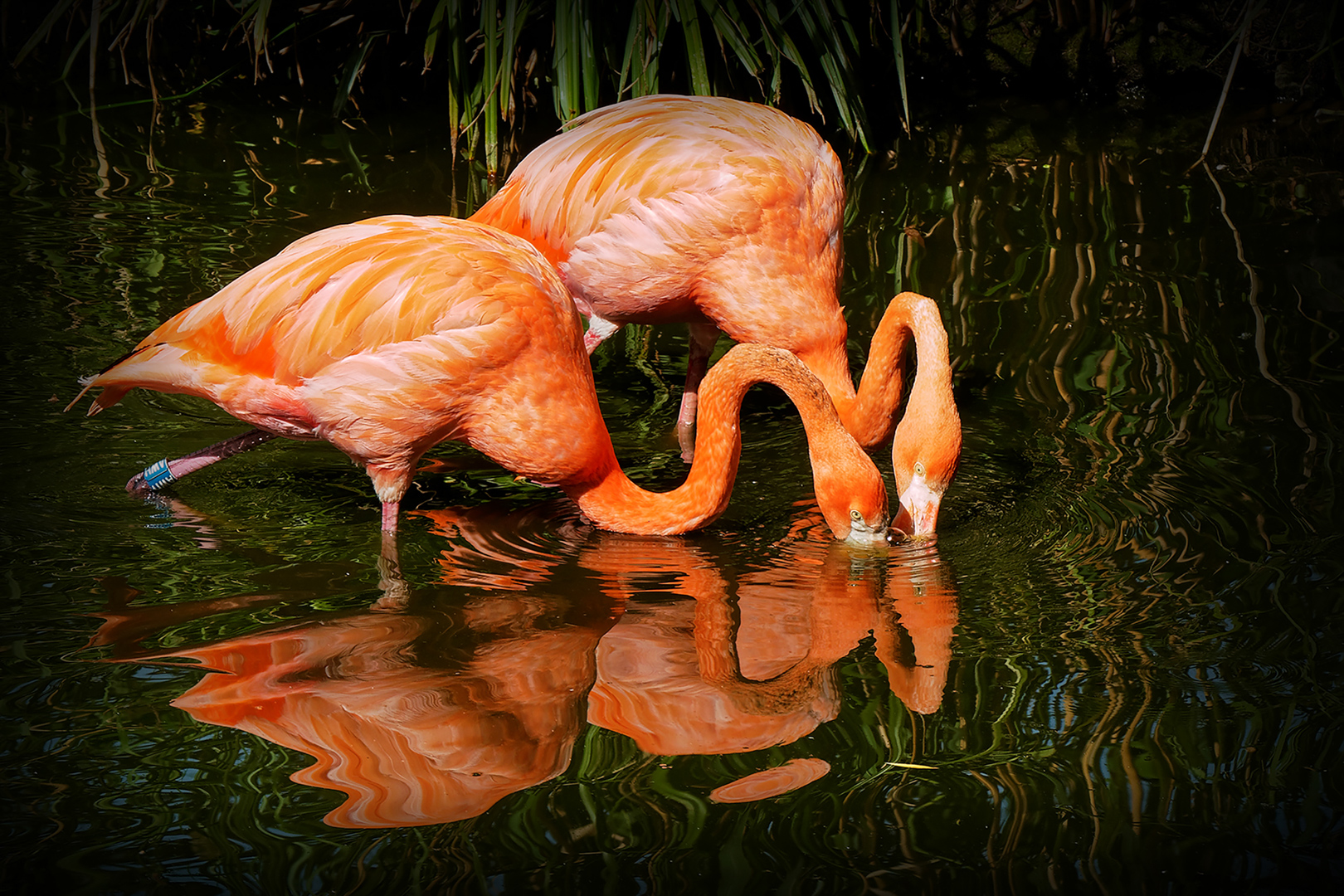 Flamingos mit Spiegelung