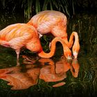 Flamingos mit Spiegelung