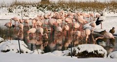 Flamingos mit Untermietern