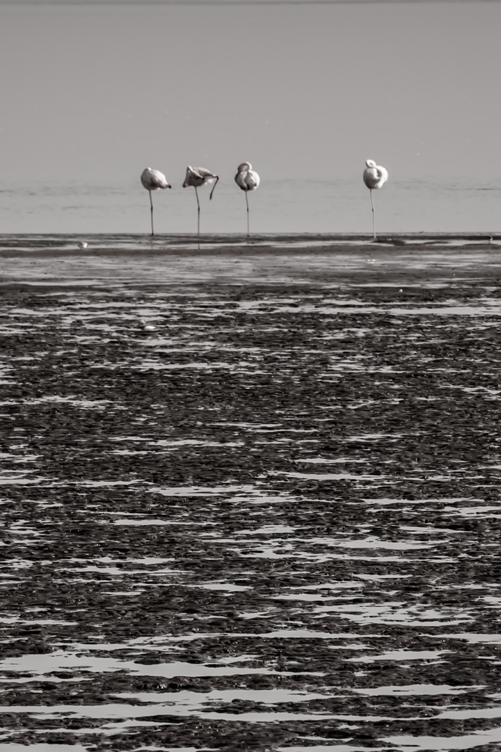 Flamingos - Namibia