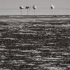 Flamingos - Namibia