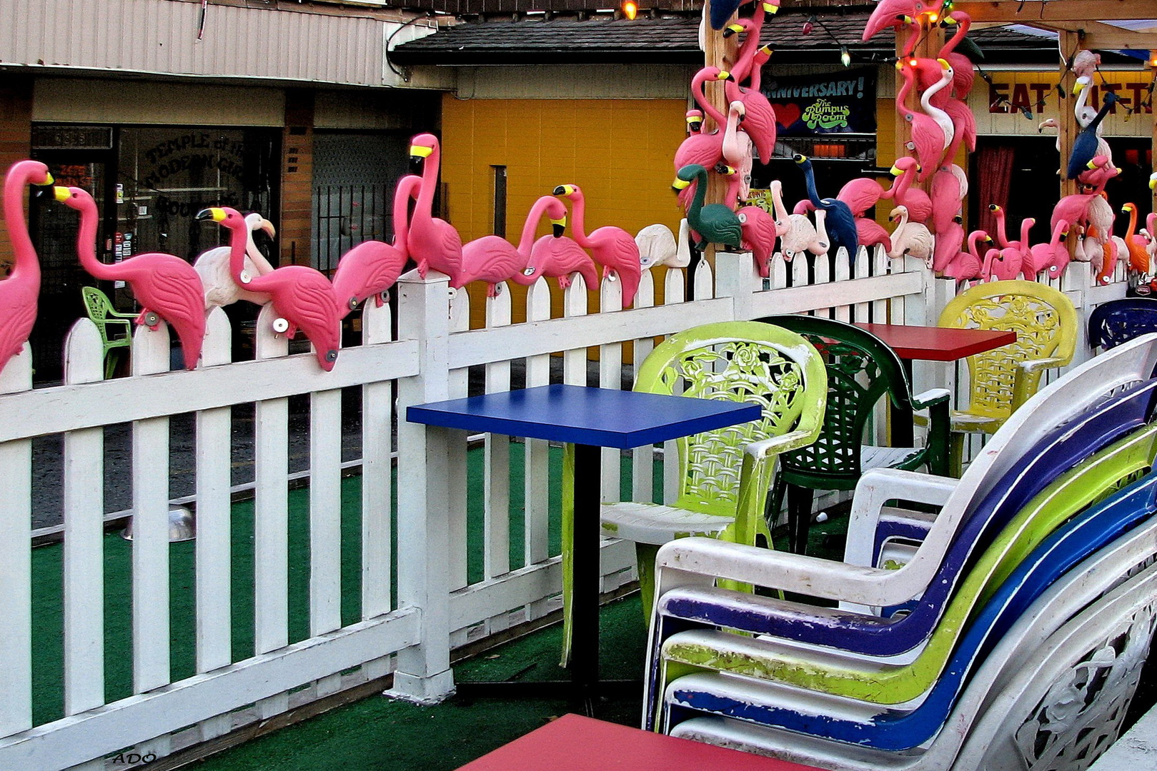 Flamingos on Main Street