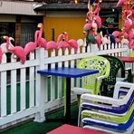 Flamingos on Main Street