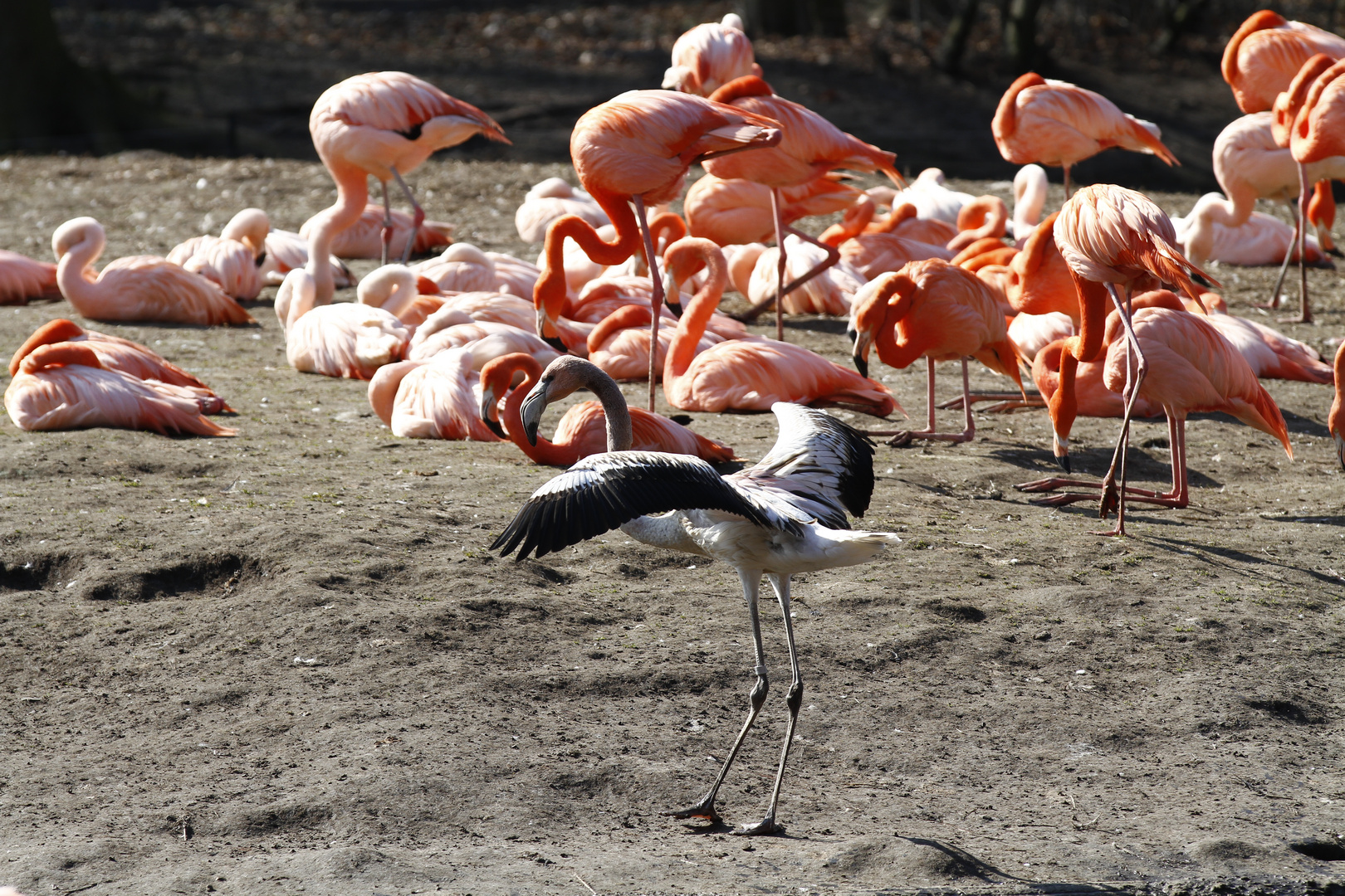 Flamingos, original