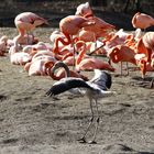 Flamingos, original