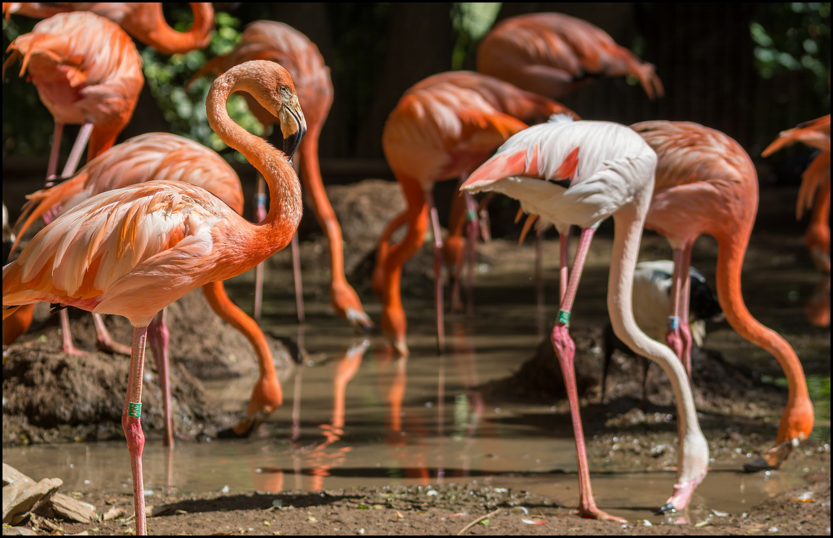 FLAMINGOS ( Palmitos Park - Gran Canaria )