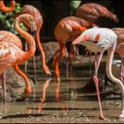 FLAMINGOS ( Palmitos Park - Gran Canaria )