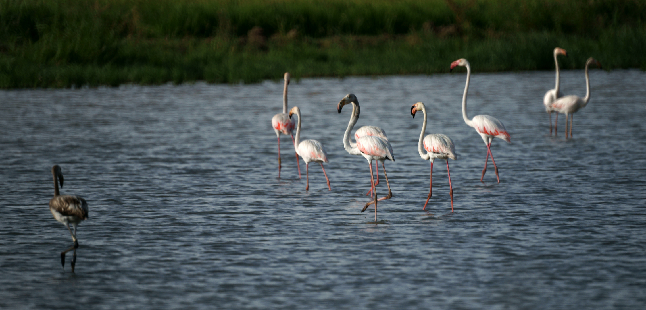 Flamingo's Paradise