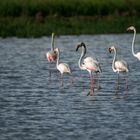 Flamingo's Paradise