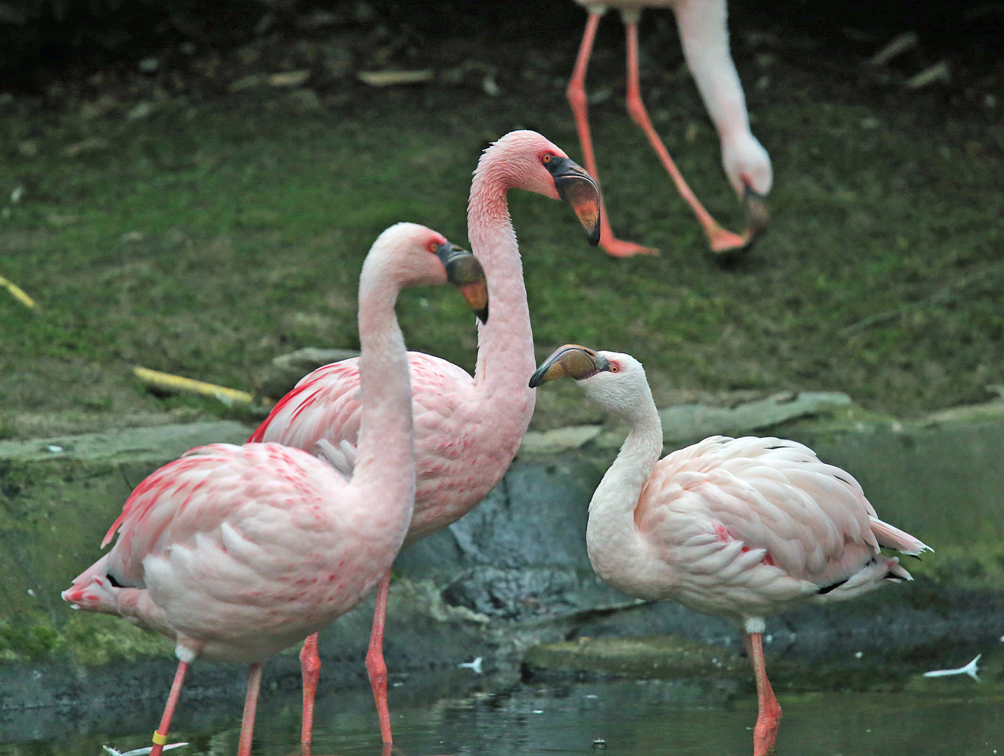 Flamingos -Phoenicopteridae-