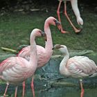 Flamingos -Phoenicopteridae-