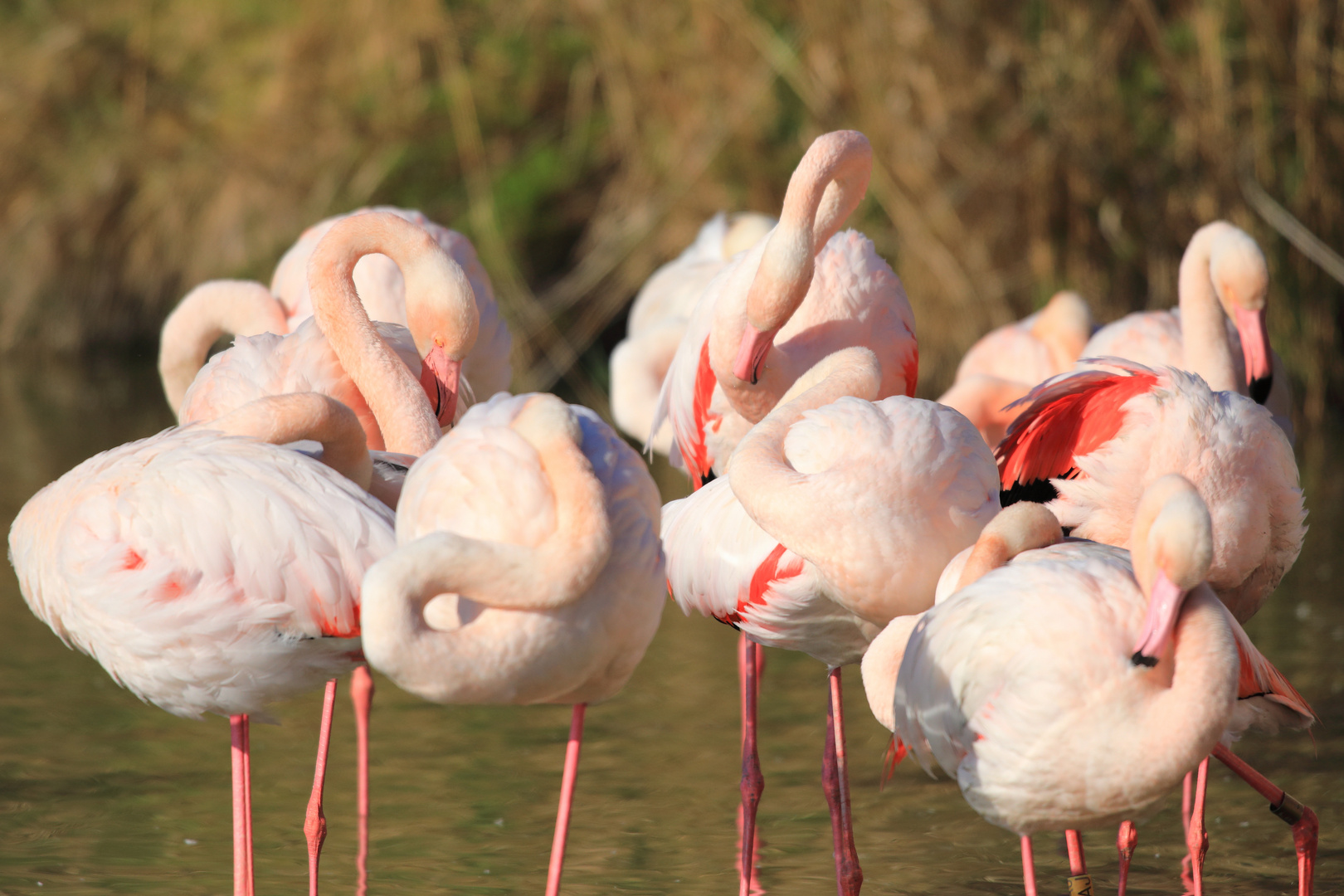 Flamingos pur