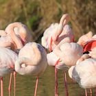 Flamingos pur