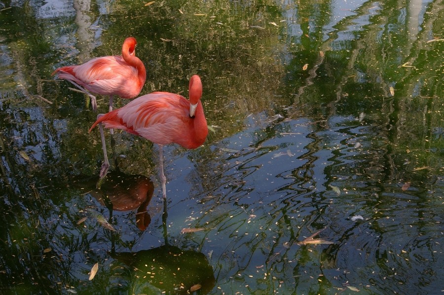 Flamingos rosados