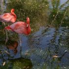 Flamingos rosados