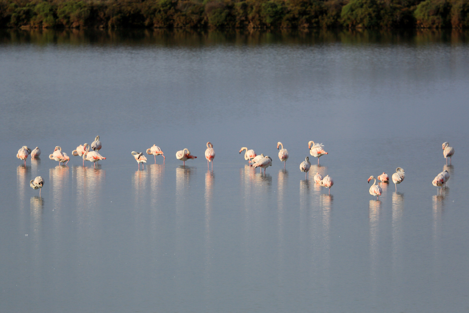 Flamingos sammeln sich zum Abflug nach Afrika