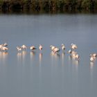 Flamingos sammeln sich zum Abflug nach Afrika