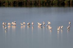 Flamingos sammeln sich zum Abflug nach Afrika