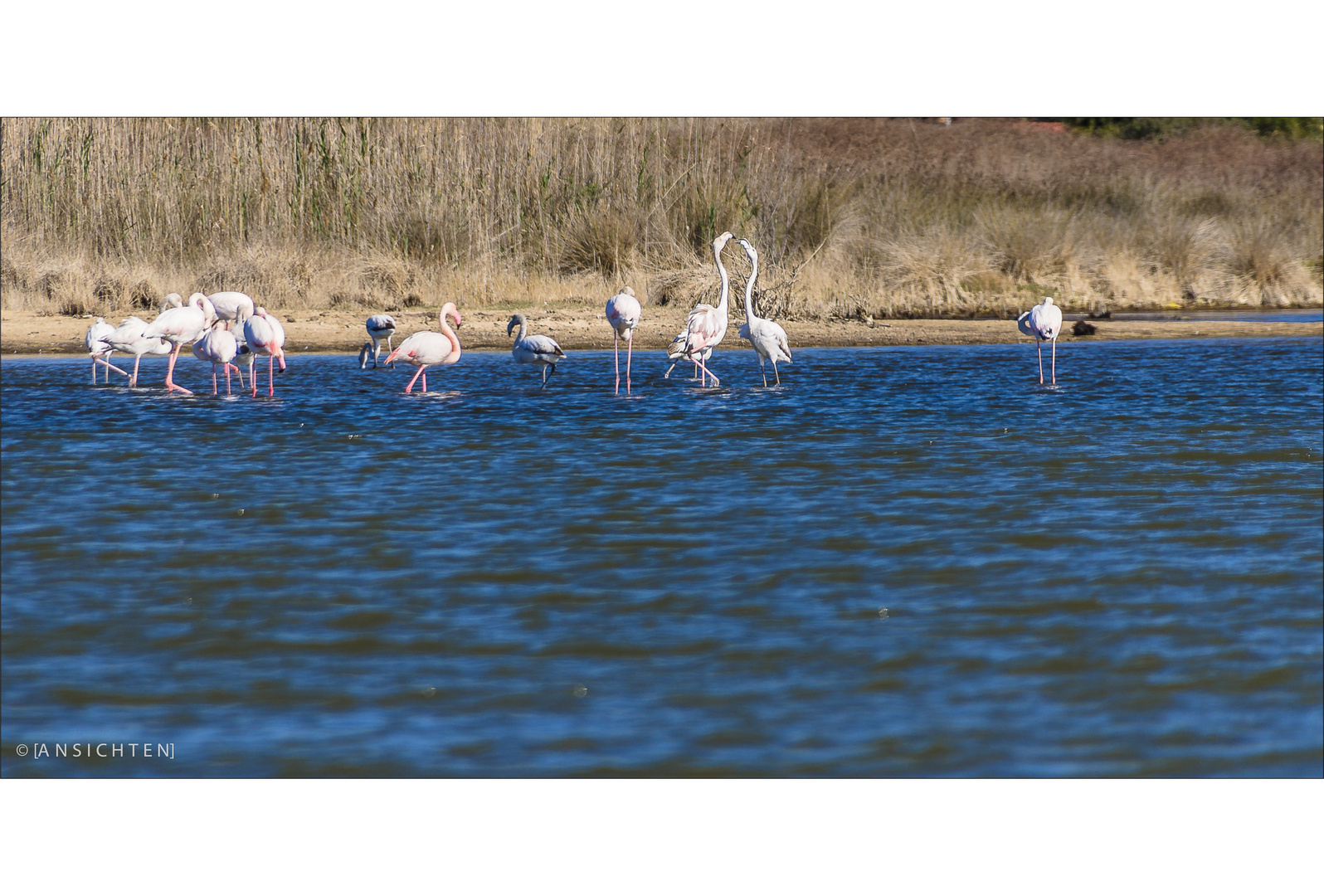 [flamingos - sardegna]