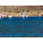 [flamingos - sardegna]