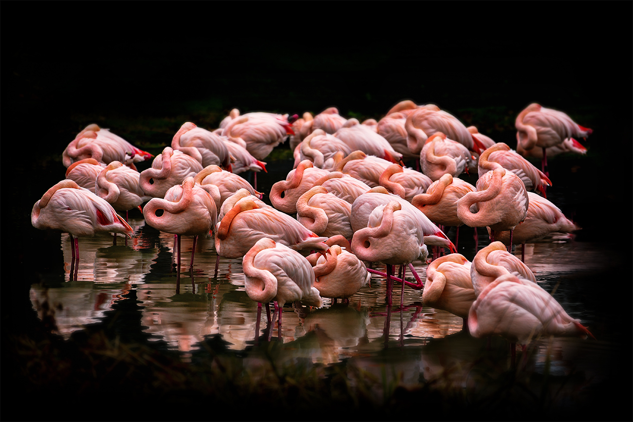 Flamingos schlafen