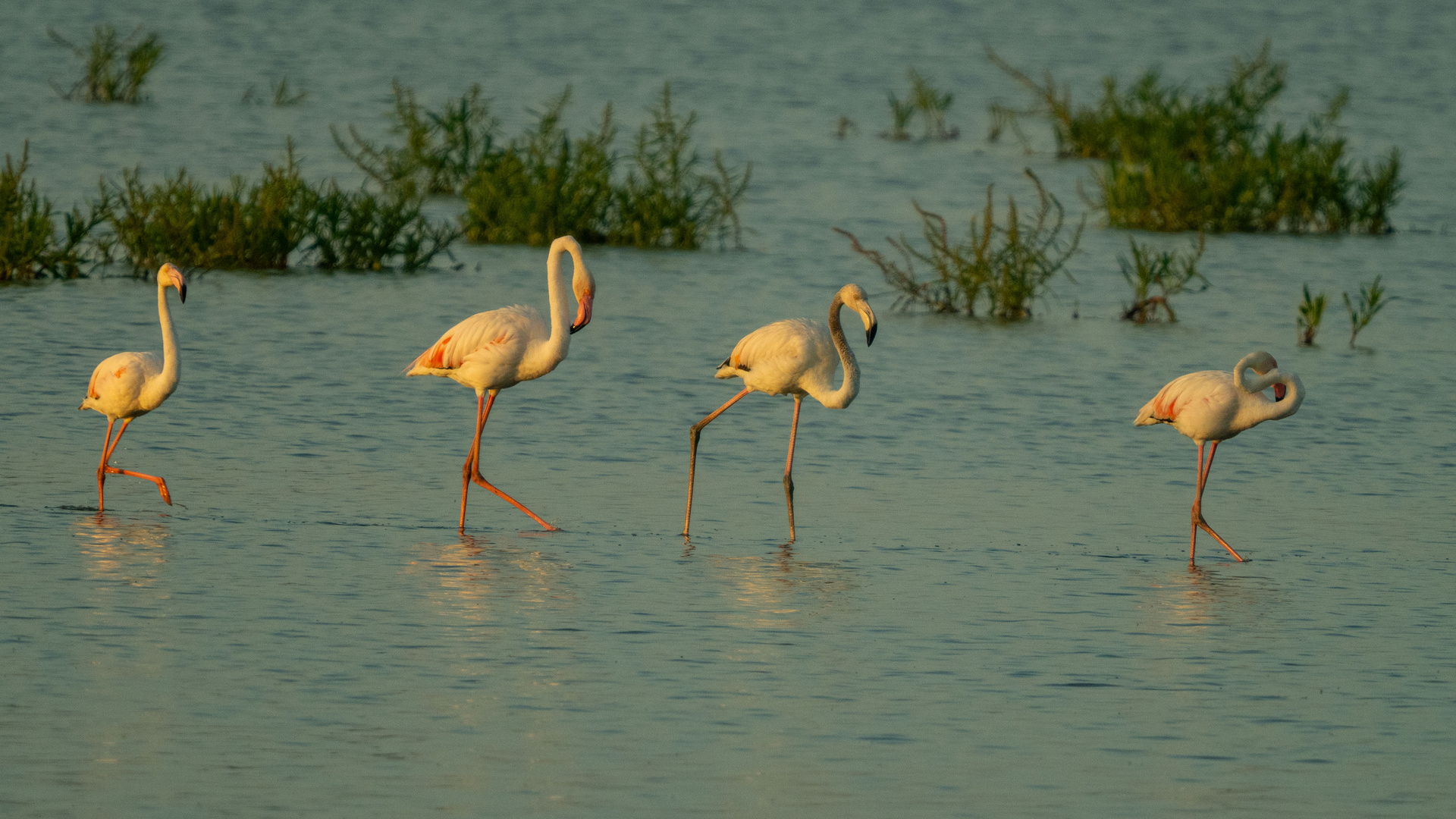 Flamingos schreiten in den Tag