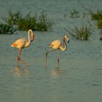 Flamingos schreiten in den Tag