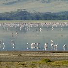 ...Flamingos so weit das Auge reicht...