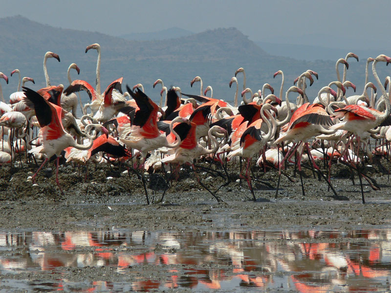 Flamingos sorgen fuer Nachwuchs