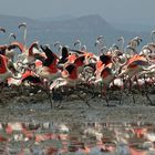 Flamingos sorgen fuer Nachwuchs
