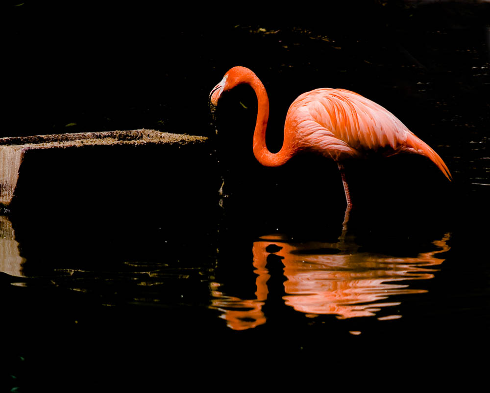 Flamingos Spiegelbild