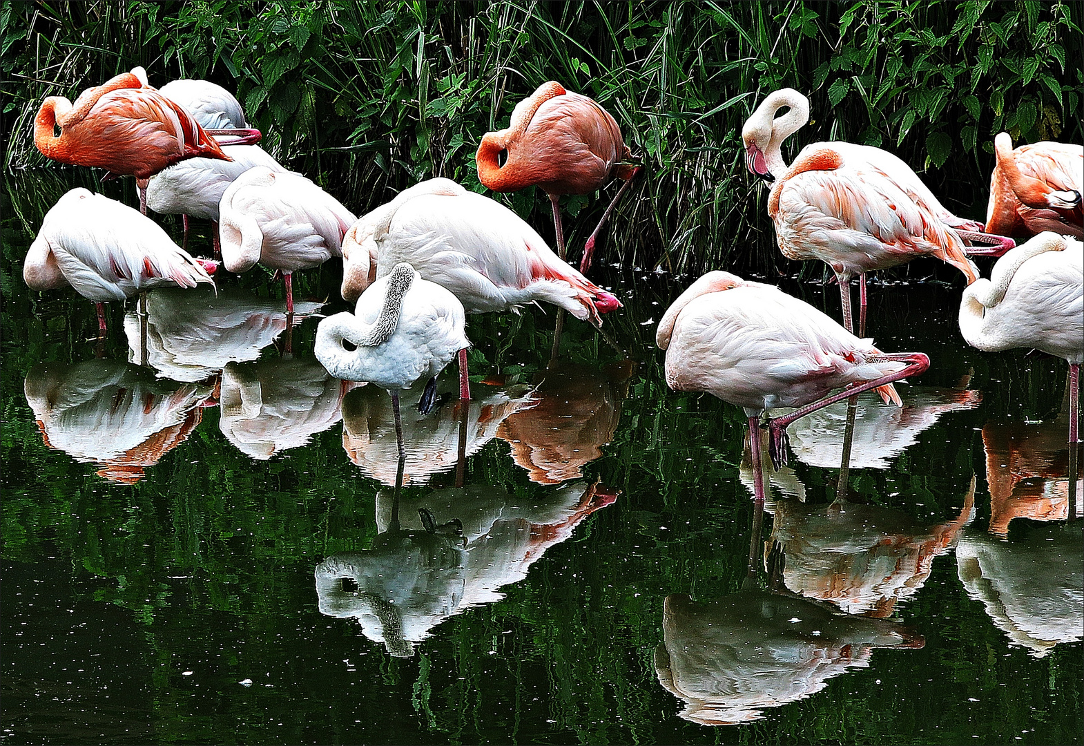 Flamingos spiegeln sich im Tümpel vom Vogelpark Niendorf