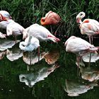 Flamingos spiegeln sich im Tümpel vom Vogelpark Niendorf