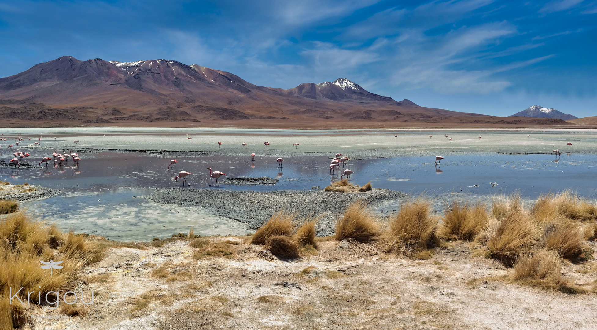 Flamingos - Sur Lipez, Bolivia