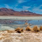 Flamingos - Sur Lipez, Bolivia