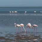 Flamingos Swakopmund Bucht