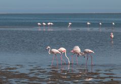 Flamingos Swakopmund Bucht