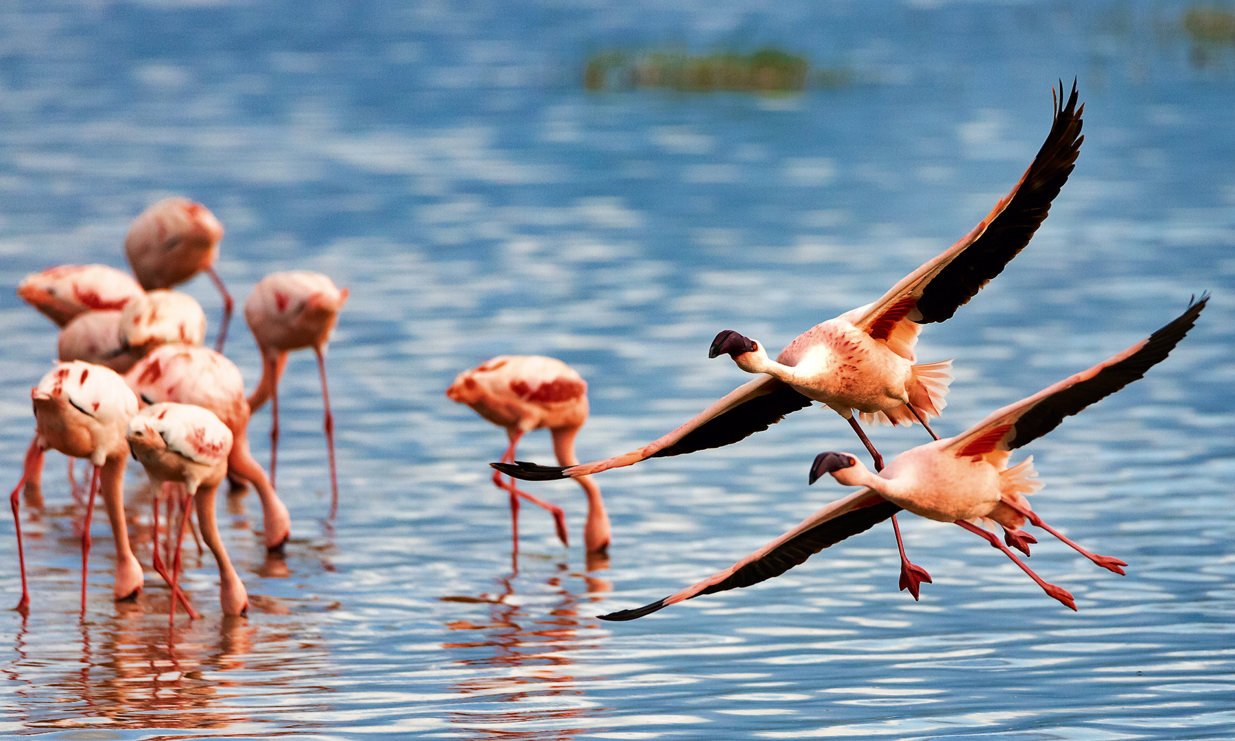 Flamingos taking off