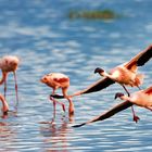 Flamingos taking off