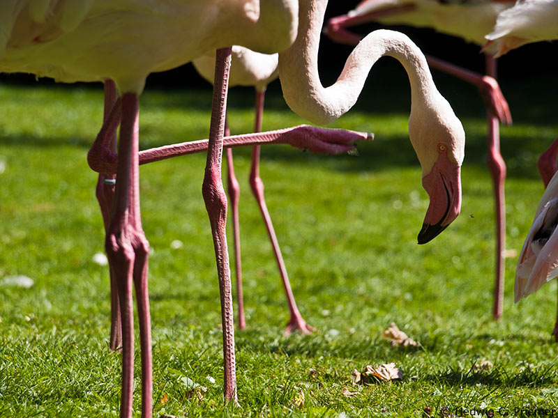 Flamingos, Tierpark Hagenbeck