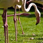 Flamingos, Tierpark Hagenbeck