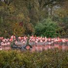 Flamingos - Tierpark Hagenbeck/Hamburg