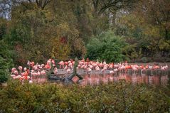 Flamingos - Tierpark Hagenbeck/Hamburg