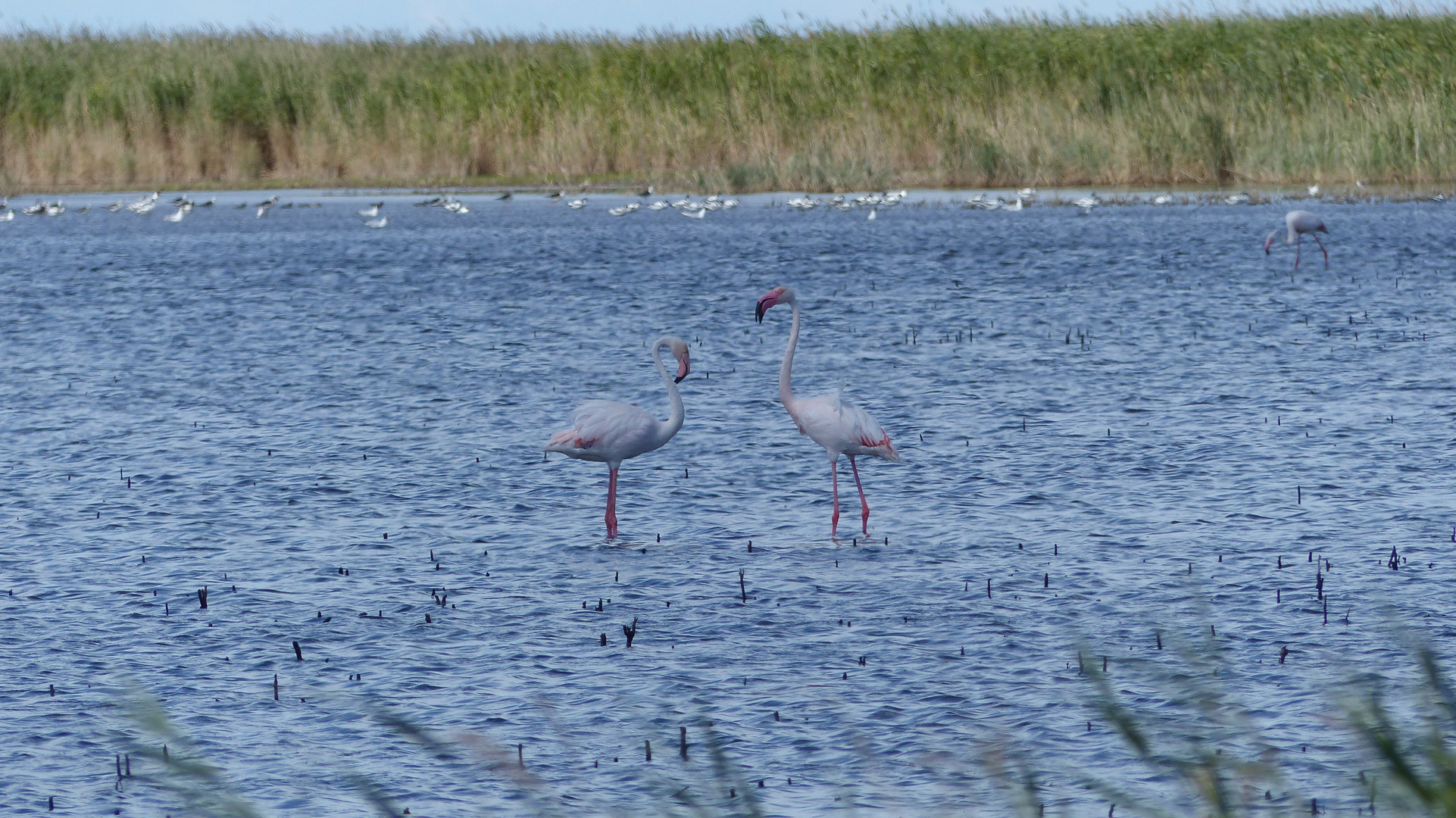 Flamingos Ton in Ton