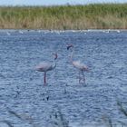 Flamingos Ton in Ton