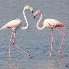 Flamingos treffpunkt!